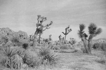 Photo of Joshua Tree desert