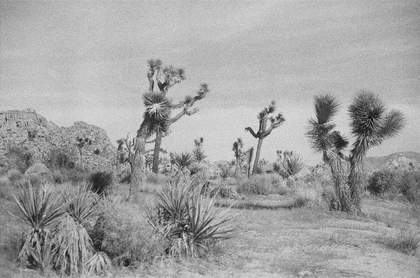 Photo of Joshua Tree desert