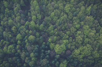 Image of a green forest from above