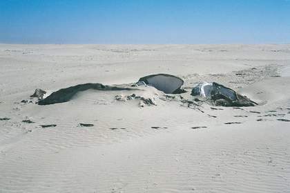Gabriel Orozco Whale in the Sand 2006 grey whale skeleton embedded in the desert sand partially exposed