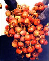 Anya Gallaccio because I could not stop (detail) 2000