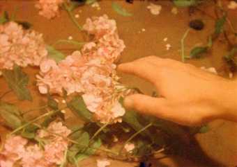 Close up image of a hand reaching out to touch some pink flowers, which are in a stream