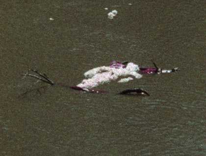 Ana Mendieta Flower Person, Flower Body 1975, film still. Copyright The Estate of Ana Mendieta Collection, L.L.C. Courtesy Galerie Lelong & Co. and Alison Jacques Gallery