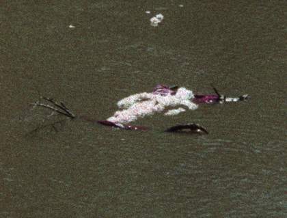 Ana Mendieta Flower Person, Flower Body 1975, film still. Copyright The Estate of Ana Mendieta Collection, L.L.C. Courtesy Galerie Lelong & Co. and Alison Jacques Gallery
