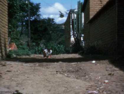 Ana Mendieta Dog 1974, film still. Copyright The Estate of Ana Mendieta Collection, L.L.C. Courtesy Galerie Lelong & Co. and Alison Jacques Gallery