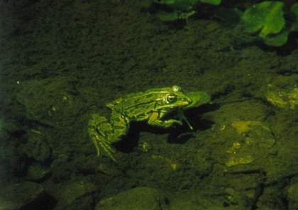 Rose Lowder, Habitat Batracien 2006 Film still