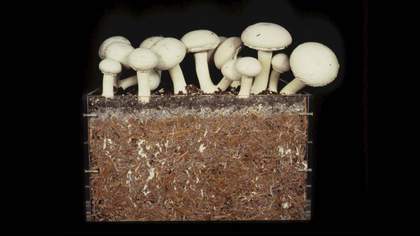 Hannah Sawtell, Entrolude 4, Means 2010 Video still