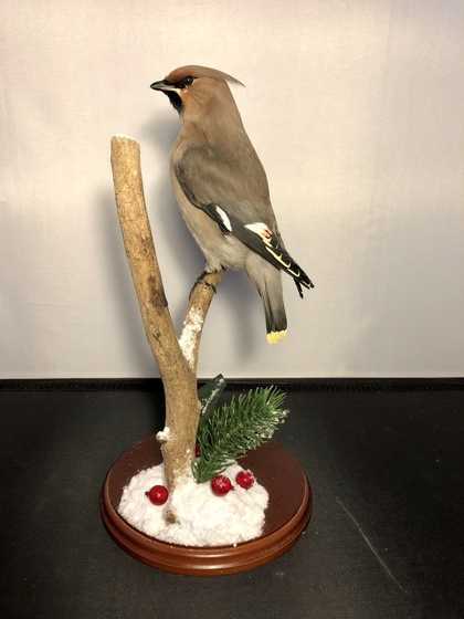 a taxidermy bird sits on a branch