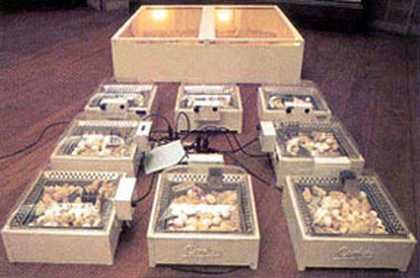 Hans Haacke Chickens Hatching 1969