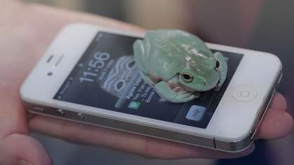Camille Henrot Grosse Fatigue 2013, video still showing a frog on an white android phone in the palm of someone's hand