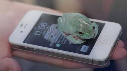 Camille Henrot Grosse Fatigue 2013, video still showing a frog on an white android phone in the palm of someone's hand