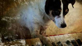 A white dog with black spots plays the piano with one paw.