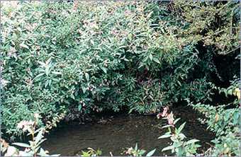 Part of the Hogsmill river where Millais is thought to have painted Ophelia