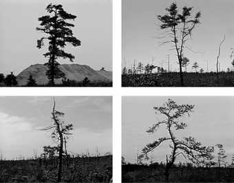 Four film stills from Nancy Holt's Pine Barrens, 1975