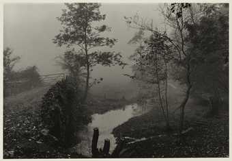 Don McCullin, Woods Near My House, c.1991 Tate Purchased 2012 © Don McCullin