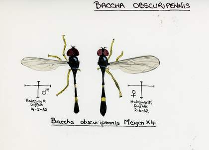 Illustration on paper of diptera