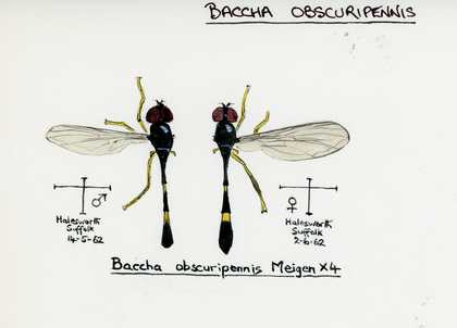 Illustration on paper of diptera