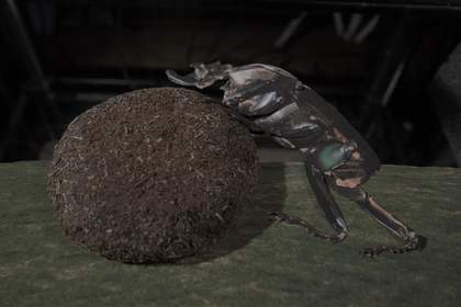 A collage dung beatle pushes dung around