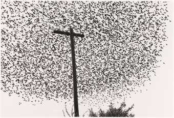 Photograph by Graciela Iturbide - Birds on the Pole, Guanajuato, Mexico 1990