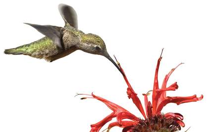 Jill Magid Hummingbird 2008