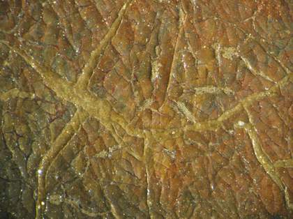 Johan Zoffany's Charles Macklin as Shylock, detail of paintwork for Tate conservation project