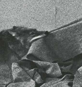 Joseph Beuys, Coyote, 1974, photograph by Caroline Tisdall (detail)
