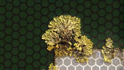 Patrick Keiller Robinson in Ruins 2010: Xanthoria parietina on road sign, March 2008 video still