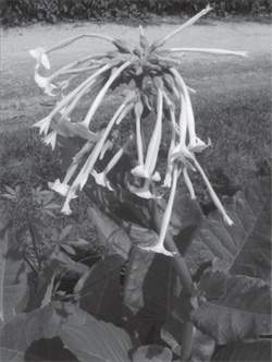 Janice Kerbel Nicotiana Sylvestris