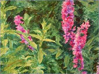 Detail of purple loosestrife from Ophelia