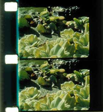 Rose Lowder Bouquets 11-20 2005–10, film still showing negative of two identical photos of green foliage