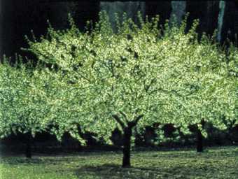 Rose Lowder Quiproquo 1992, film still showing a tree in a field