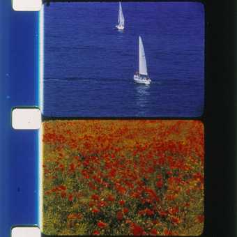 Rose Lowder Voiliers et coquelicots 2001, film still showing sailboats in top frame and a field of red flowers in bottom frame