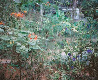 Mike Marshall Front Garden 2004