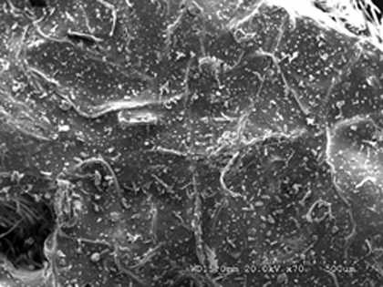 Use of scanning electron microscope to show dirt particles embedded in an acrylic paint film