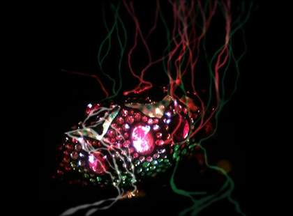 A close up on a strange gem encrusted natural plant object on a black background