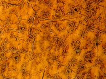 Fig.8 Micrograph showing hexagonally-shaped microcissing that has broken up the crimson glaze