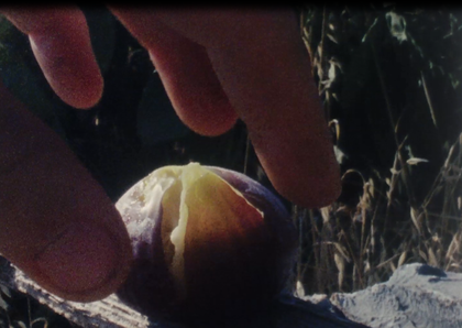 closeup shot of hand reaching for a fruit