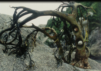 Film still of a tree which has formed the shape of an arch