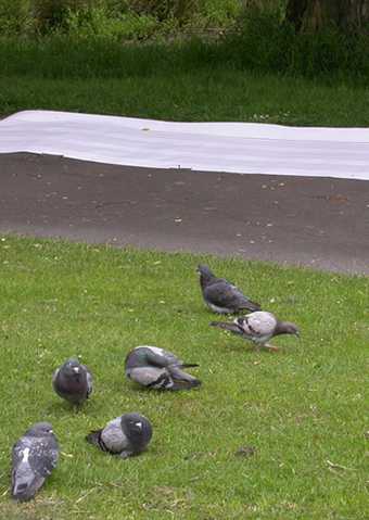 Pigeons near the bird sheet in Princes Park