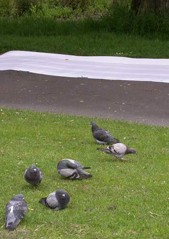 Pigeons near the bird sheet in Princes Park