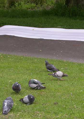 Pigeons near the bird sheet in Princes Park