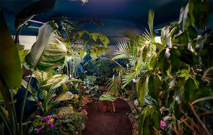 Plants inside a caravan