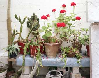 Plants in the Barbara Hepworth Museum and Sculpture Garden