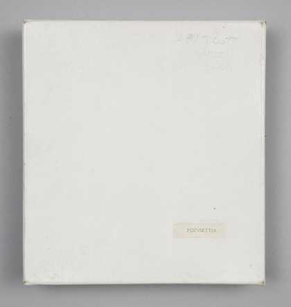 Simon Cutts Poinsettia Coracle Press, London 1975