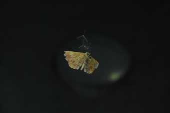 film still of a moth on a back background