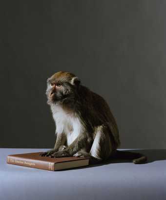 This image called Art History shows a seated Monkey perched on a book called 'The Absolute Bourgeois'