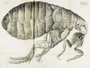 A flea from Robert Hookes Micrographia 1665