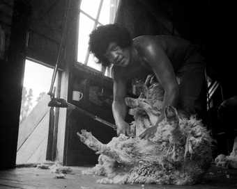Darcy Lange Ruatoria, Study of Sheep Gathering and a Māori Shearing Gang, East Coast, New Zealand 1974, photographic still. Courtesy Govett-Brewster Art Gallery and Darcy Lange Estate.​