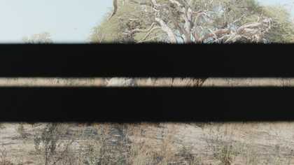 Film still: mid shot of tree and grassland, two black bars cut across the image