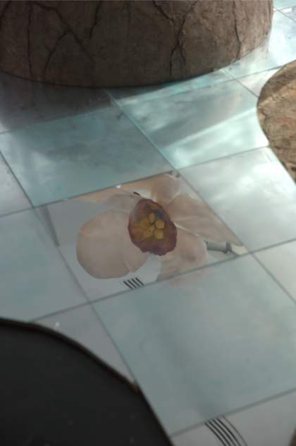 Photo of a flower's reflection in a mirror